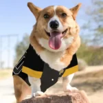 personalized-pittsburgh-pirates-tail-hem-black-pet-jersey-best-selling.webp