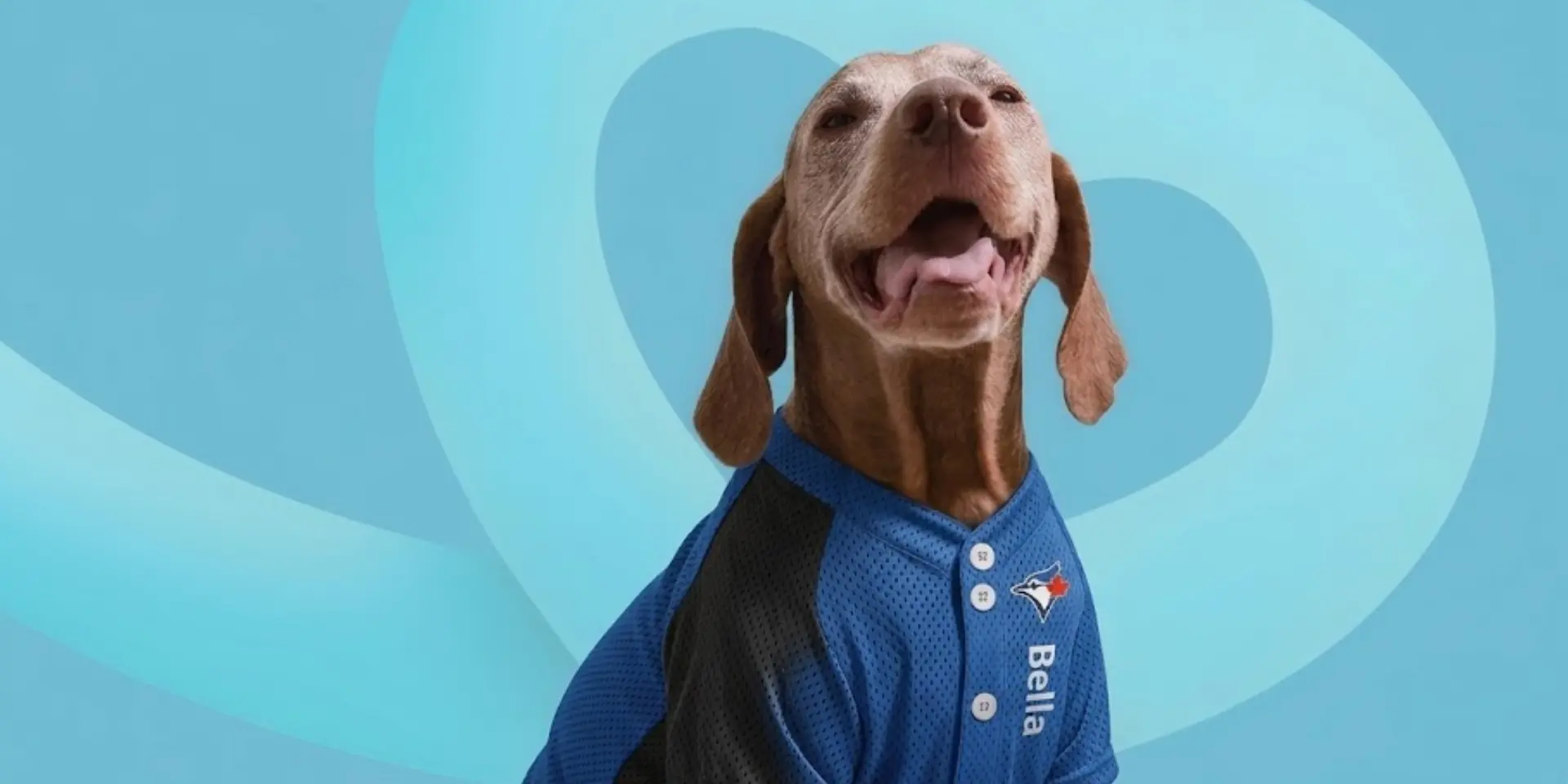 mlbcrew banner